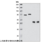 Western blot技术服务