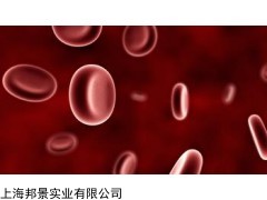 人脑微血管内皮细胞