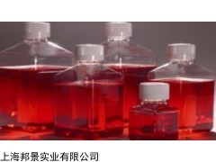 RV沙门菌增菌液体对照培养基