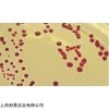 乳酸菌成套生化鉴定管
