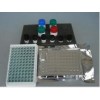 DBP ELISA kits说明书