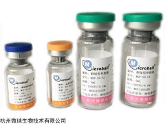 质控菌种铜绿假单胞菌CMCC(B)10104