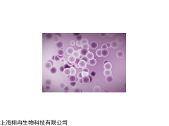 HSC細胞，人血旺細胞