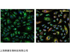 M7514 MitoTracker綠色線粒體熒光探針