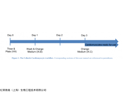 Cellartis 人源心肌細胞 Human Cardiomyocyte