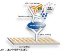 昆虫谷氨酸脱氢酶(GDH)ELISA试剂盒科研实验专用
