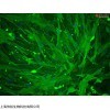2F1-F6细胞