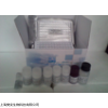 48t/96t 人神经调节蛋白1(NRG-1)ELISA试剂盒