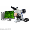 重庆奥特/BK-FL荧光显微镜