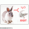 C020224兔抗大鼠IgG（H+L）