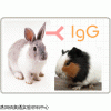 C020223兔抗豚鼠IgG（H+L）
