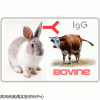 C020219兔抗牛IgG(H+L)
