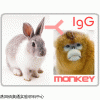 兔抗猴IgG(H+L)