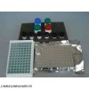 48t/96t 人泛素激活酶(E1/UBAE)ELISA kit