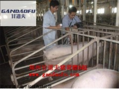 豬背膘儀B超，牛背膘儀B超機測操作使用圖像分析教程