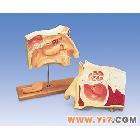 鼻窦内窥镜使用训练模型