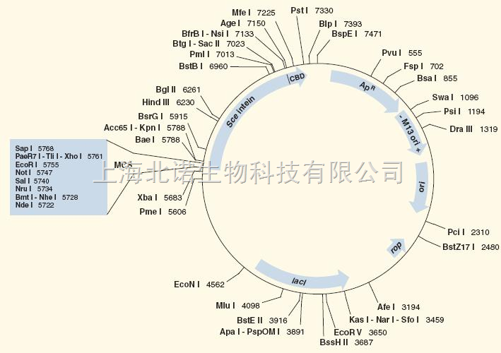 其他原核表达载体PBBR1 MCS-3 Tet+，PBBR1 MCS-4 A+