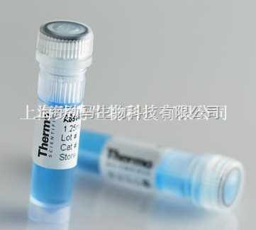 癌胚抗原相关细胞粘附分子8抗体